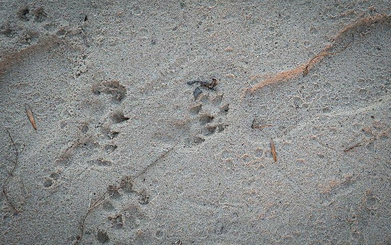 На березі Дніпра помітили сліди рідкісної тварини