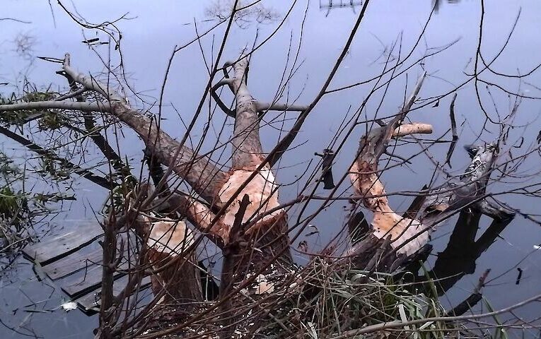 Бобри “атакують” передмістя Києва