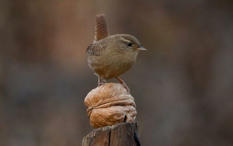 Трохи більша за грецький горіх: одну з найменших пташок сфотографували на ньому