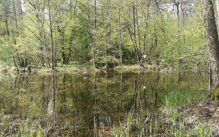 Дивовижний бій крижня і яструба потрапив в об’єктив фотомисливця