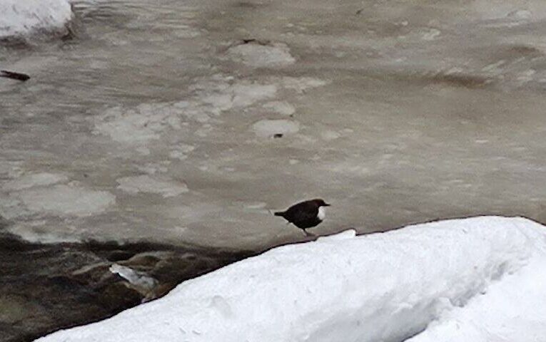 У зимовій річці помітили “моржуючого” лісного мешканця: хто цей сміливець