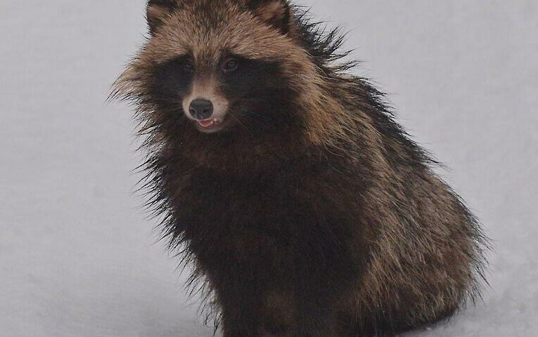 В Чорнобилі помітили цікавого зимового “шатуна”: чому йому не спиться