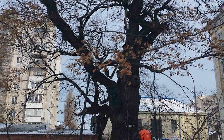 Київзеленбуд найняв некваліфіковану компанію для роботи із заповідними деревами