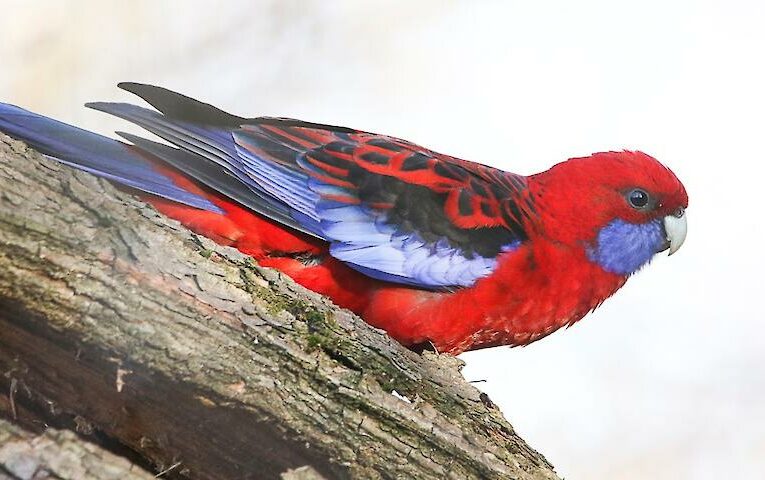 У зимовому парку Дніпра зимує австралійський папуга: як йому це вдається