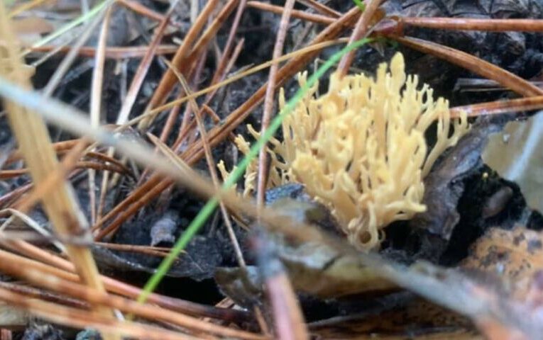 Які рослини прикрашають ліси зимою, коли немає квітів