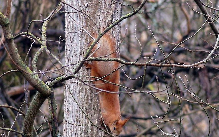 У яких тварин Чорнобильської зони підготовка до зими включає зміну хутра