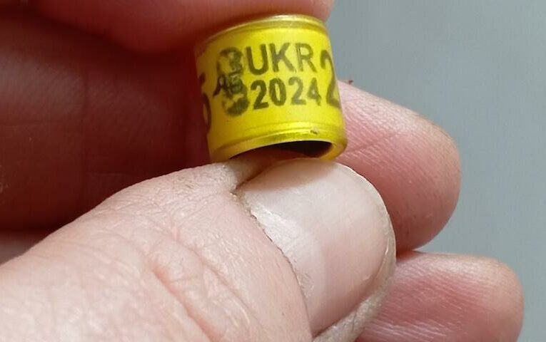 Орнітологів просять розгадати загадку окільцьованого голуба