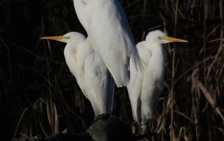На каналі біля Києва помітили “Святу трійцю”