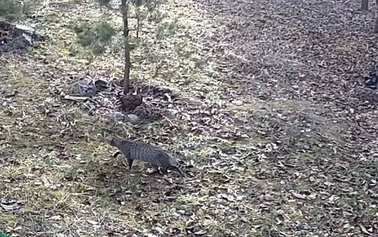 У Київській області помітили цікаву істоту: чи може це бути зниклий вид