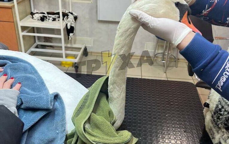 Шестеро лебедів загинули через годування хлібом: наскільки це можливо