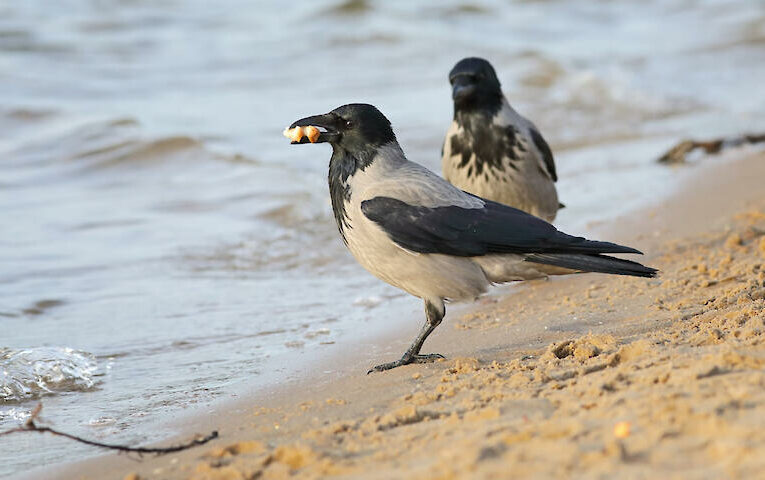 Як мертві птахи допомагають розгадувати таємниці природи