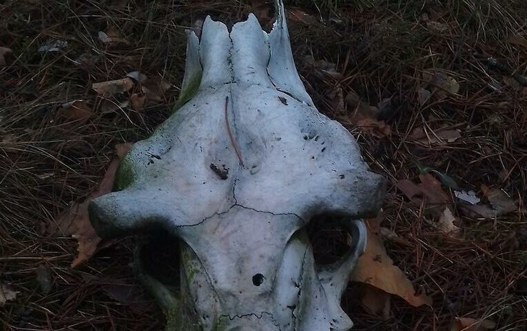 Знайдений у лісі череп викликав питання: головне – чий він