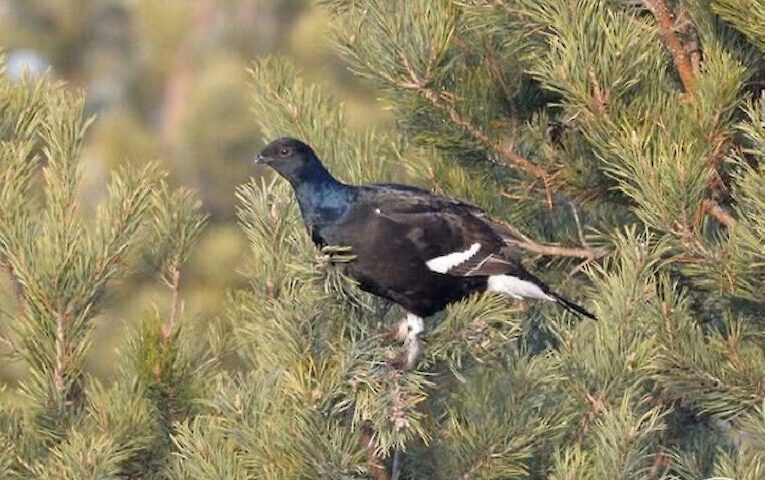 Кому у лісі тепліше під снігом і чому: хто ці “моржі” наших широт