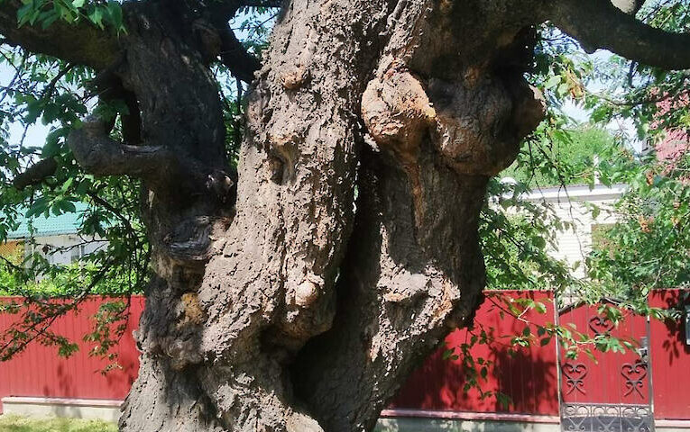 Завдяки природоохоронцям, в Богуславі створено сім пам’яток природи: деталі