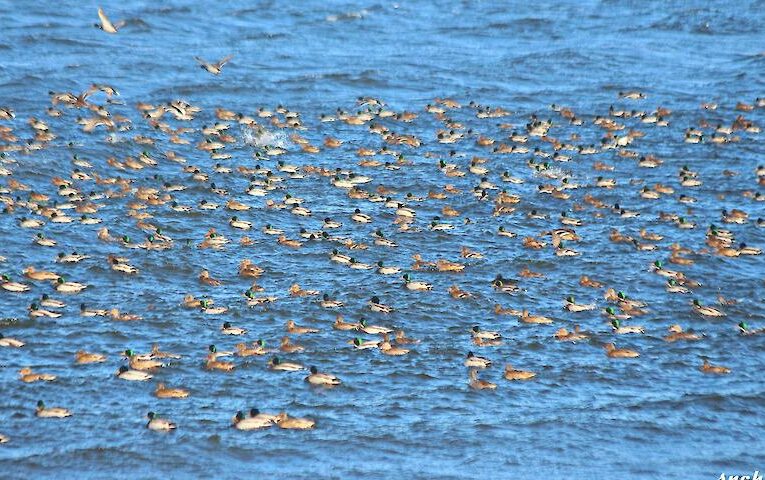 На Дніпрі помітили величезну зграю зимуючих крижнів