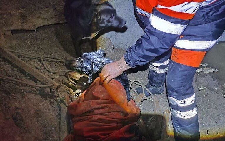 З глибокої висохлої водойми біля Обухова врятували чотирьох собак