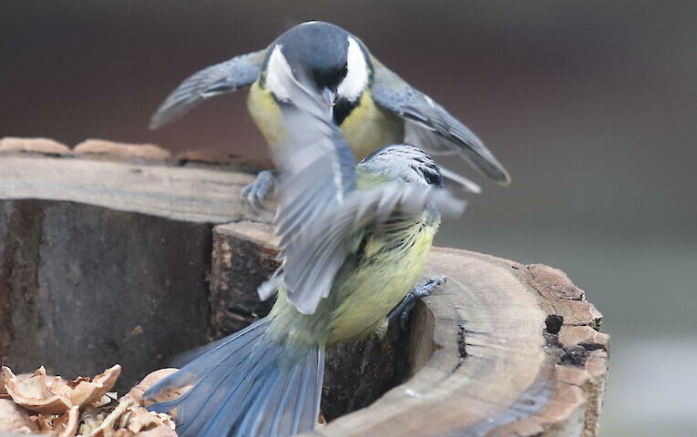Синички влаштували видовищний двобій за годівничку