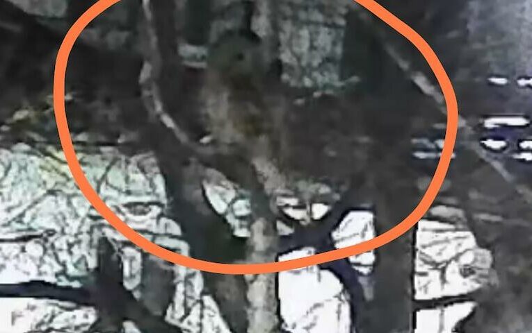 Камера зафіксувала загадкового нічного гостя: кого помітили у дворі