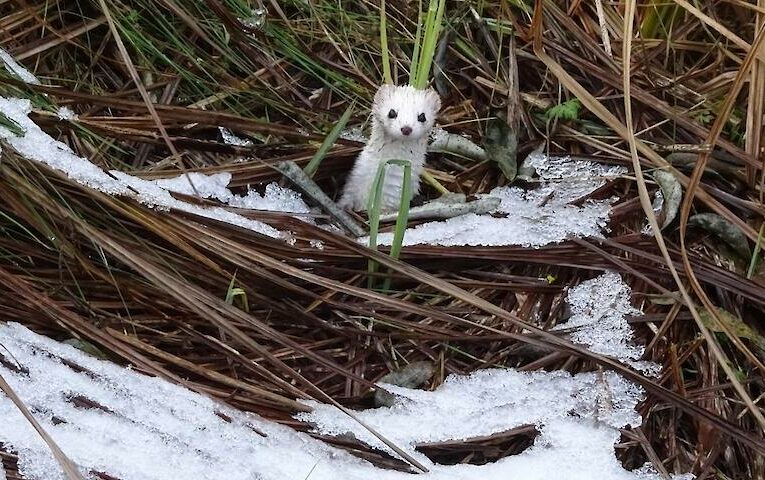 Ця “мала вбивця” здатна полювати на здобич, яка перевищує її власні розміри