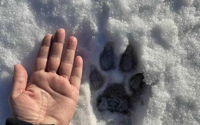 Загадкові сліди викликали дискусію: хто залишив відбиток більший за людську ногу