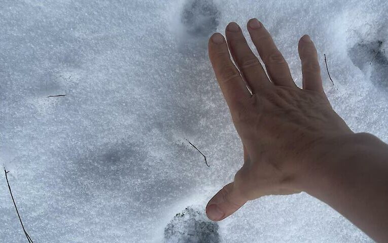 Хто прийшов до вікон уночі і залишив сліди на снігу: версії розходяться