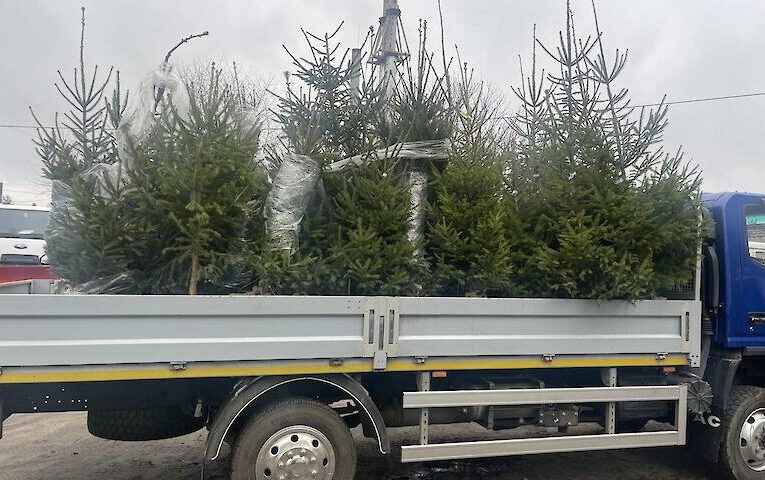 Поблизу Алеї Героїв в Обухові висадять молоді ялинки