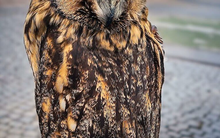 Сова у центрі міста викликала жваву дискусію про причини цього явища