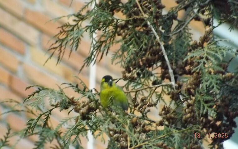 Лісовий чижик став несподіваною знахідкою у міському парку