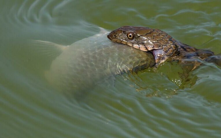 Водяний вуж: загадковий мисливець на рибу