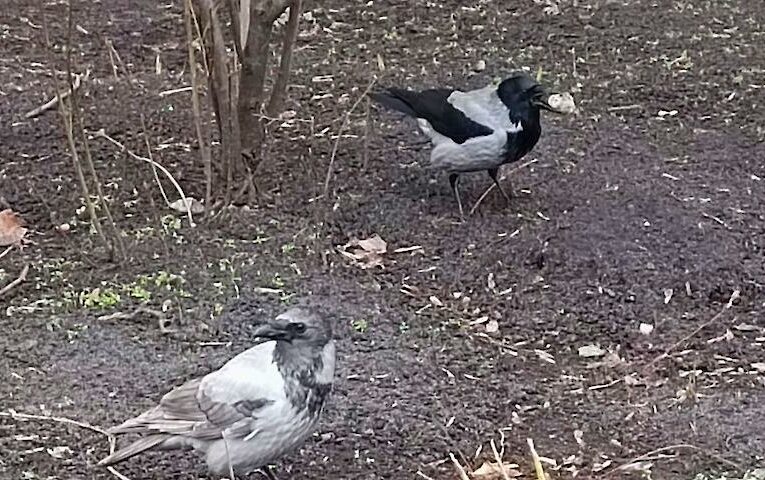 У Києві помітили унікальну білу ворону – справжню красуню