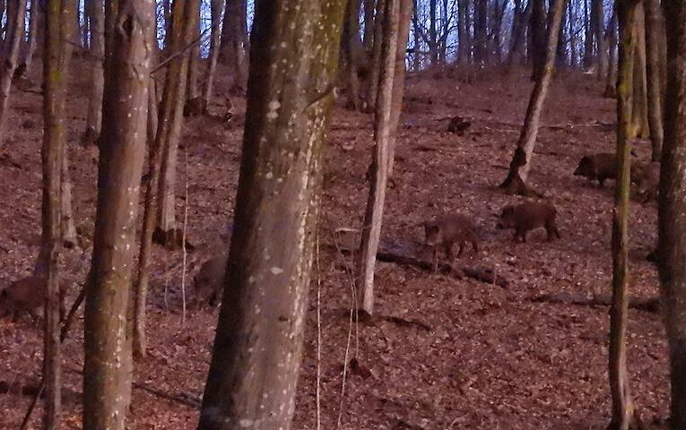 Спонтанна прогулянка в лісі принесла унікальні кадри диких кабанів