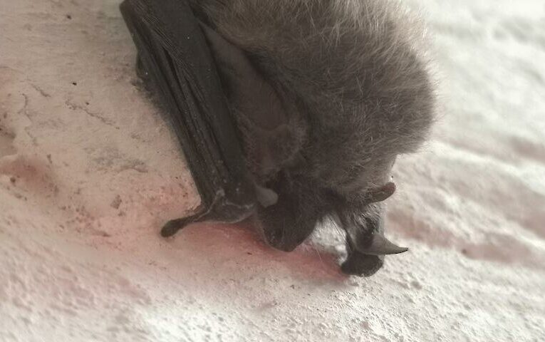 У погребі на Обухівщині знайшли цікавого гостя: каже, зимує