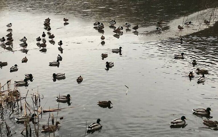 У Голосіївському парку провели зимовий облік водоплавних птахів