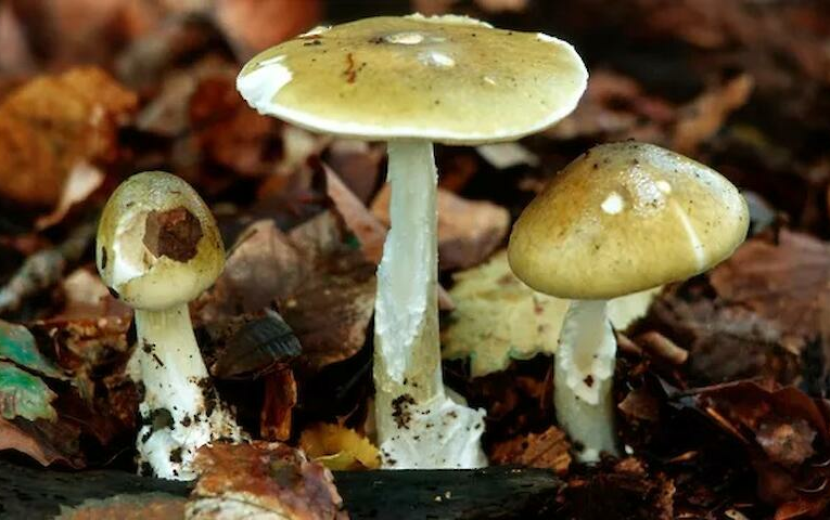 Яка їжа є найнебезпечнішою у світі?