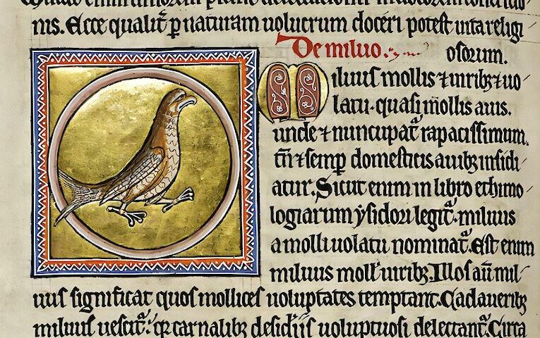 У середньовіччі хижі птахи харчувалися людськими залишками