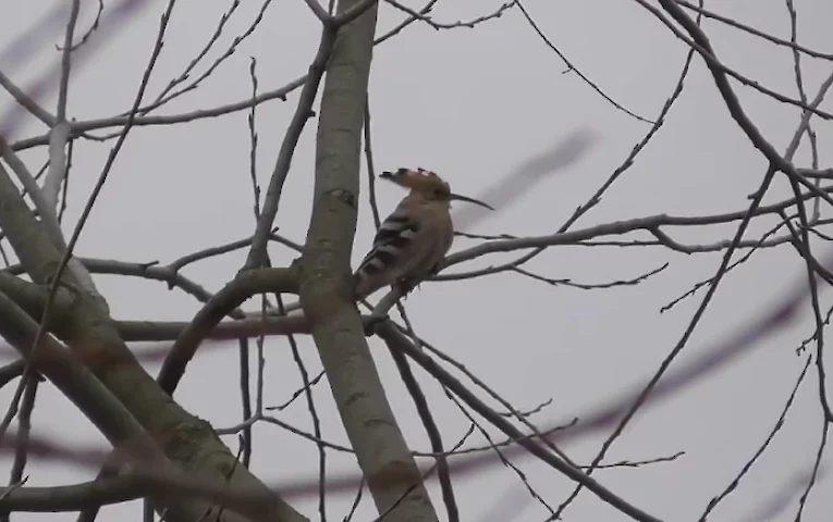 В Україні помітили птаха, котрий не полетів зимувати: випадок чи тенденція