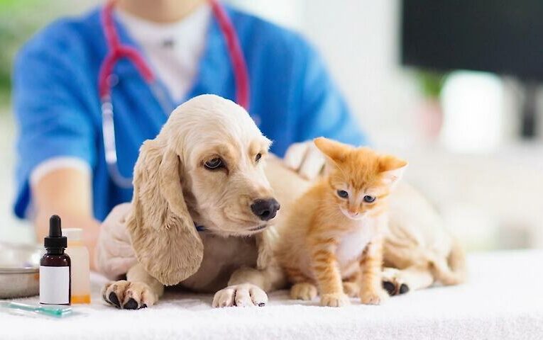 В селах Обухівської громади вакцинуватимуть тварин проти сказу