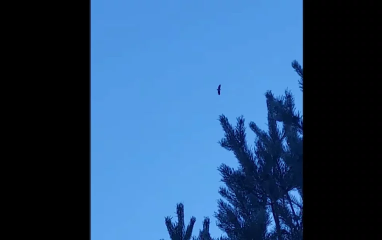Небесний мисливець з’явився над Київським водосховищем