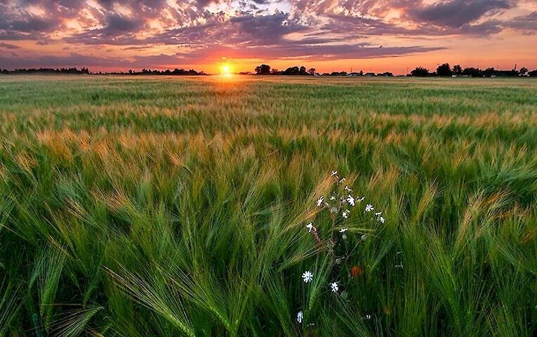 Як кліматичний збір на їжу може скоротити викиди без шкоди для суспільства