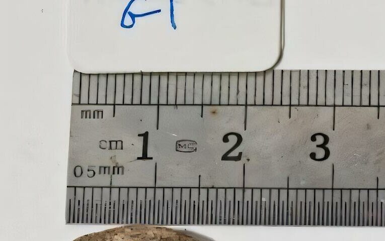 Вчені оживили 1000-річну насінину, пов’язану з біблійним деревом