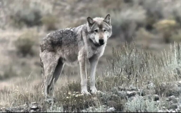 Історія про те, як королева вовків загинула у сутичці з суперниками