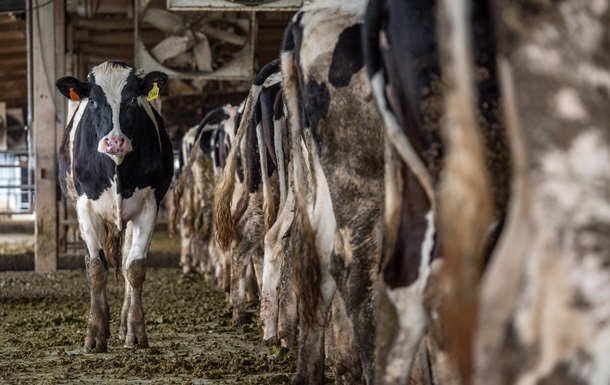 У США корови заразилися новим штамом пташиного грипу