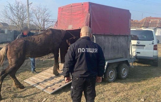 Закарпатцю загрожує ув’язнення за знущання з коня