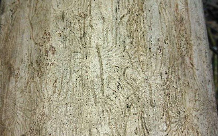 Дивні сліди під корою: що їх залишає