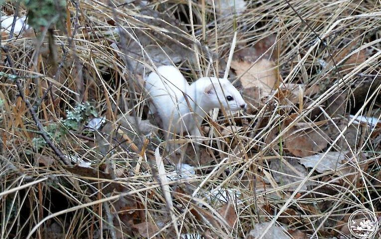 Майстер полювання: як живе найменший хижак України