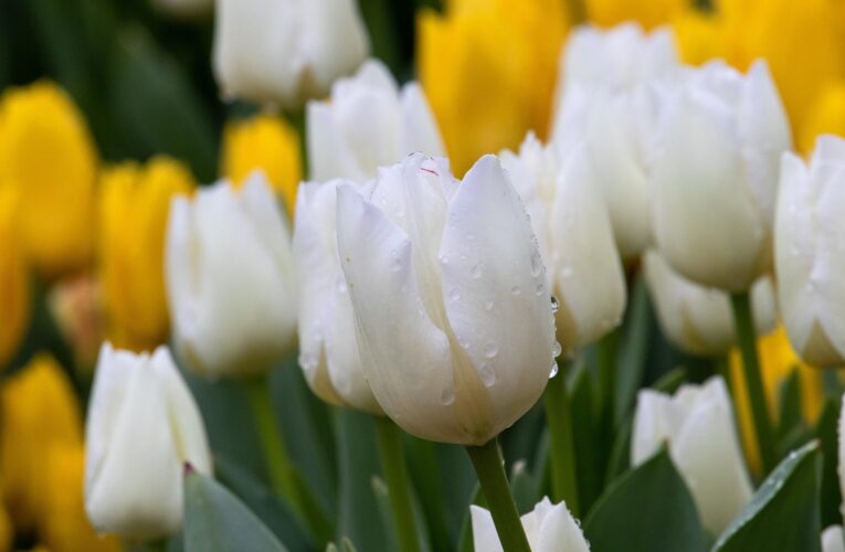 Гороскоп для знаків зодіаків на 26 березня 2025 року