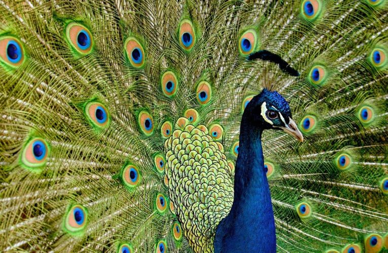 Гороскоп для знаків зодіаку на 1 квітня 2025 року