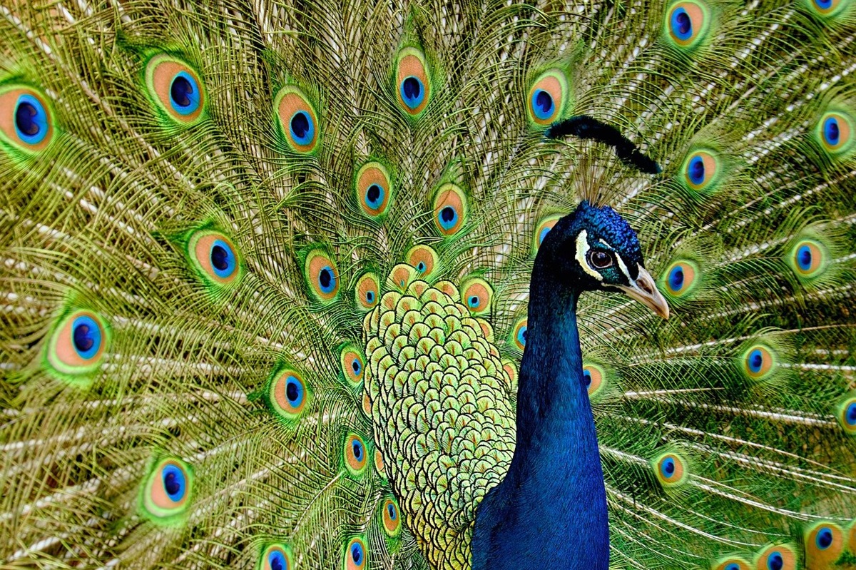 Новини культури - Гороскоп для знаків зодіаку на 1 квітня 2025 року