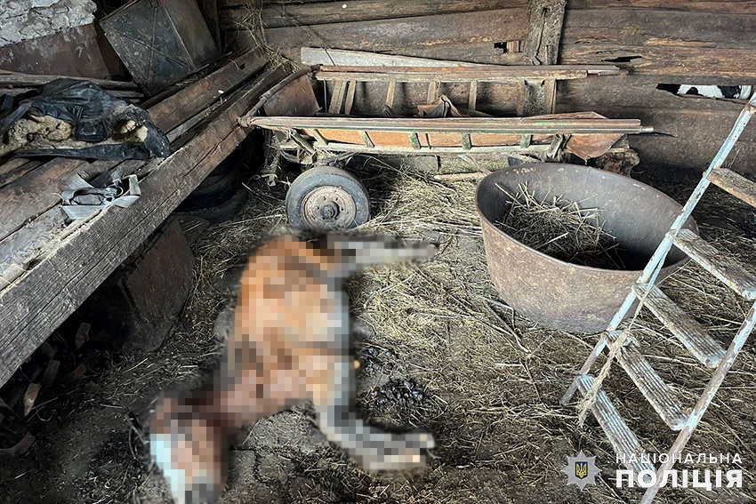 Новини України - На Хмельниччині чоловік жорстоко поводився з десятками коней