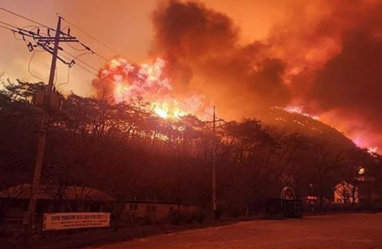 Внаслідок лісових пожеж у Південній Кореї загинули понад 20 людей